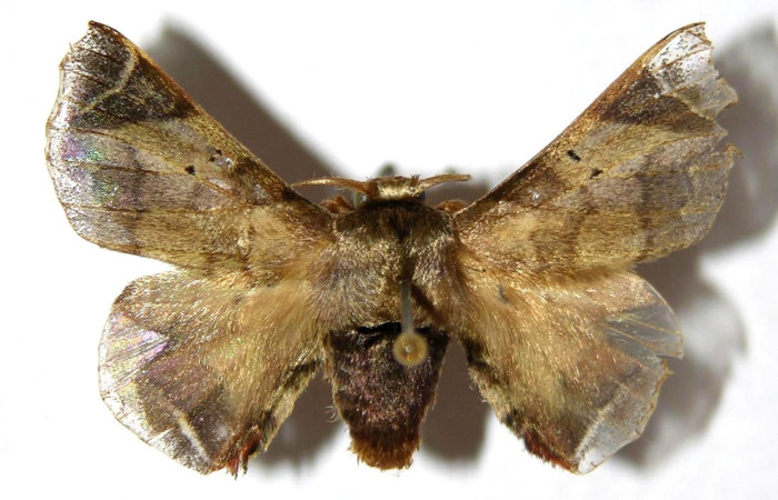 Figura 7. Adulto de <i>Quentalia</i> surynortaDHJ03 (Bombycidae), macho vista dorsal, localidad Vado Rio Espavelar, Sector Orosi ACG (275). Voucher: 00-SRNP-16164-DHJ329608 jpg.