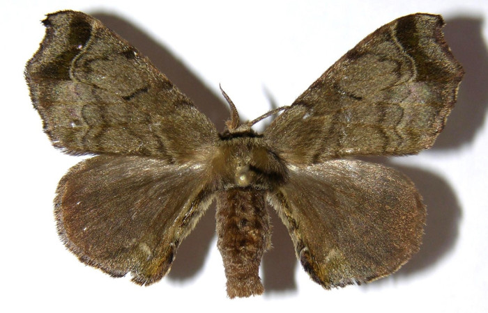 Figura 14. Adulto de <i>Quentalia</i> chromanaDHJ01 (Bombycidae), hembra vista dorsal, localidad Rio Blanco Abajo, Sector San Cristóbal ACG (500). Voucher: 03-SRNP-8853-DHJ330362.jpg.