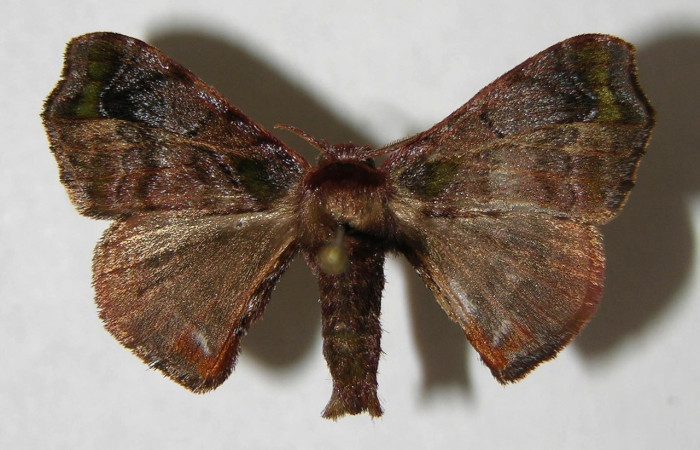 Figura 17. Adulto de <i>Quentalia</i> chromanaDHJ02 (Bombycidae), macho vista dorsal, localidad Sendero Ponderosa, Sector Cacao ACG (1060). Voucher: 06-SRNP-43687-DHJ353814.jpg.