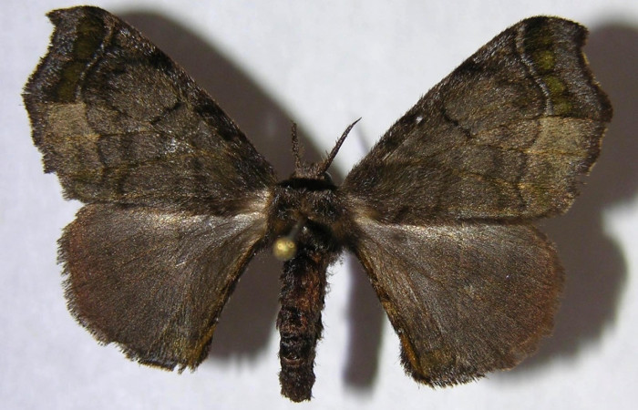 Figura 18. Adulto de <i>Quentalia</i> chromanaDHJ02 (Bombycidae), hembra vista dorsal, localidad Rio Blanco Abajo, Sector San Cristóbal ACG (500). Voucher: 06-SRNP-6154-DHJ360142.jpg.