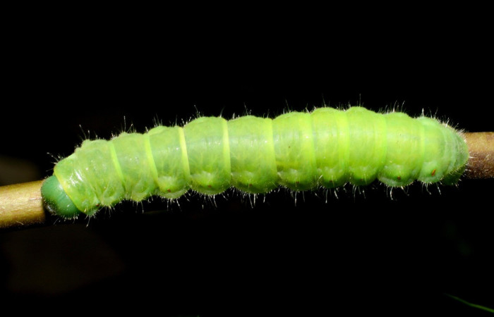 Figura 2. Larva <i>Quentalia</i> surynortaDHJ03 (Bombycidae), último estadío (U) vista dorsal, localidad Punta Plancha, Sector Mundo Nuevo ACG (420). Voucher:07-SRNP-56801-DHJ423019.jpg.