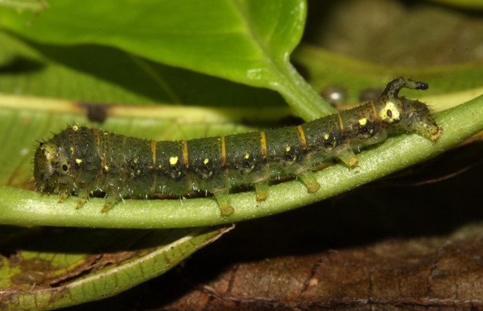 Figura 19. Larva <i>Quentalia chromana</i> (Bombycidae), último estadío (U) vista lateral, localidad Sendero Naciente, Sector Pitilla ACG (700). Voucher: 13-SRNP-31586-DHJ701875.jpg.