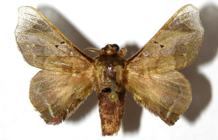 Figura 1. Adulto de <i>Quentalia</i> surynortaDHJ03 (Bombycidae),  macho vista dorsal, localidad, Vado Rio Espavelar, Sector Orosi ACG (275). Voucher: 95-SRNP-11551-DHJ329596.jpg.