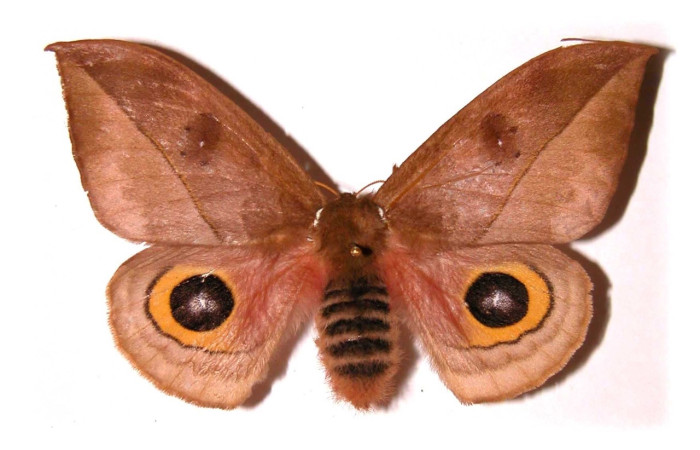 Figura 5. Adulto de <i>Automeris</i> zuganaDHJ02, (Saturniidae) (hembra) vista ventral (00-SRNP-12932-DHJ36212