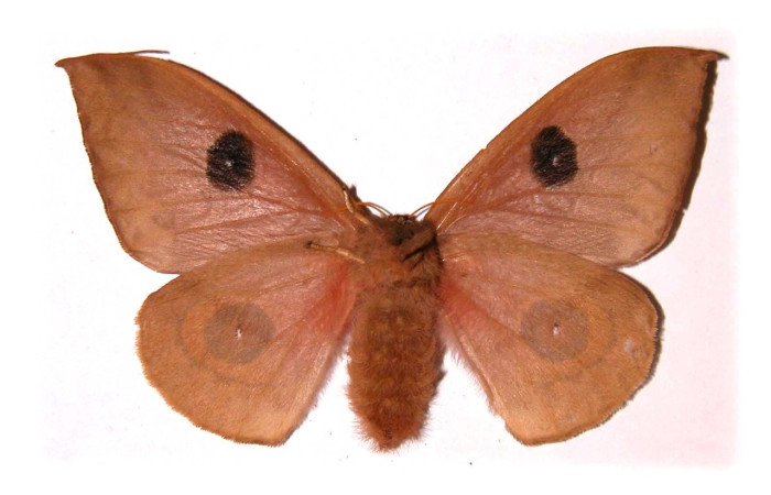 Figura 6. Adulto de <i>Automeris</i> zuganaDHJ02, (Saturniidae) (hembra) vista dorsal (00-SRNP-12932-DHJ36213