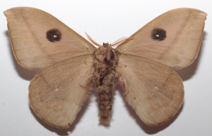 Figura 2. Adulto de <i>Automeris zugana</i> (Saturniidae) (macho) vista ventral (21-SRNP-1248-DHJ731824)