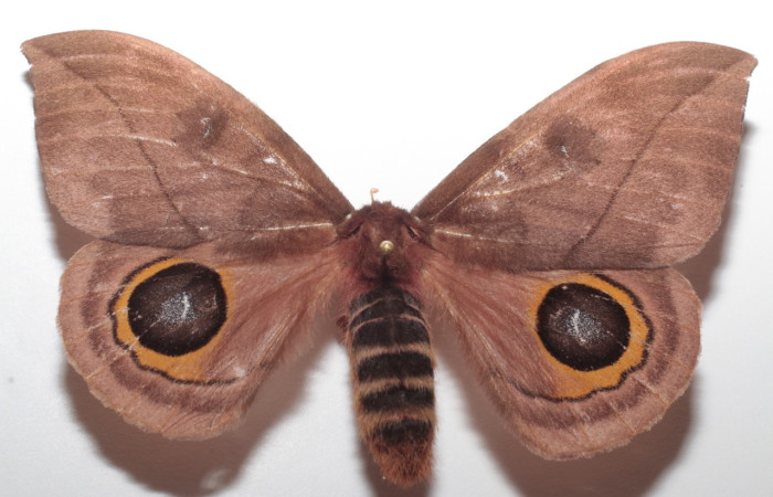 Figura 4. Adulto de <i>Automeris zugana</i> (Saturniidae) (macho) vista ventral. (21-SRNP-57423-DHJ731845