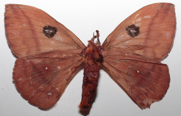 Figura 1. Adulto de <i>Automeris zugana</i> (Saturniidae) (macho) vista dorsal 21-SRNP-65326-DHJ731902)