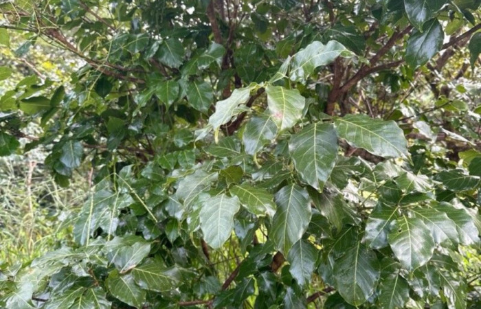 Figura 11 <i>Platymiscium parviflorum</i> (Fabaceae) planta hospedera de <i>Automeris zugana</i> (Saturniidae), Fto ACG