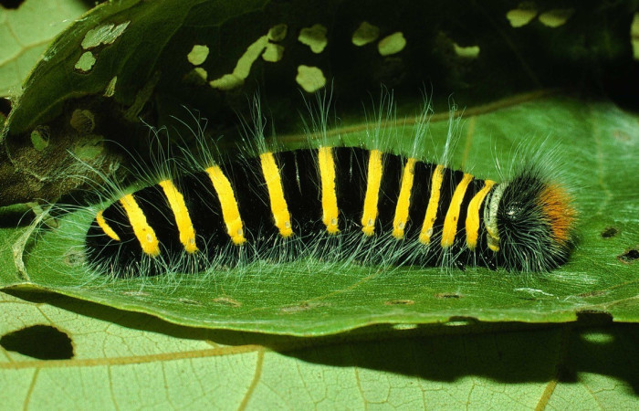 Figura 9. Larva de <i>Apyrrothrix burnsi</i> (Hesperiidae. Parte lateral. Ultimo estadio. Voucher: 01-SRNP-2396-DHJ61280.jpg.