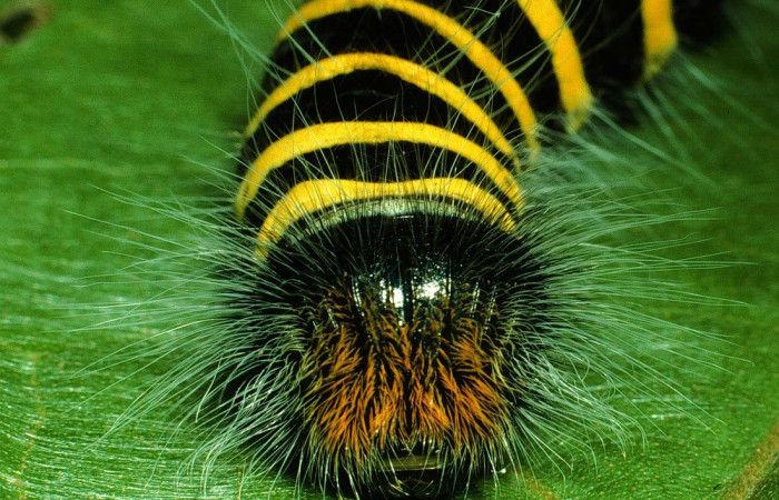 Figura 10. Larva de <i>Apyrrothrix burnsi</i> (Hesperiidae. Parte frontal. Voucher: 01-SRNP-2396-DHJ61283.jpg.