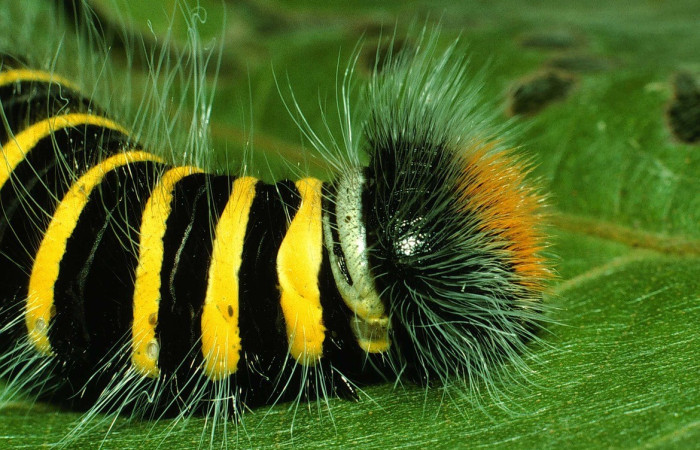 Figura 11. Larva de <i>Apyrrothrix burnsi</i> (Hesperiidae. Parte frontal lateral. Voucher: 01-SRNP-2396-DHJ61284.jpg.