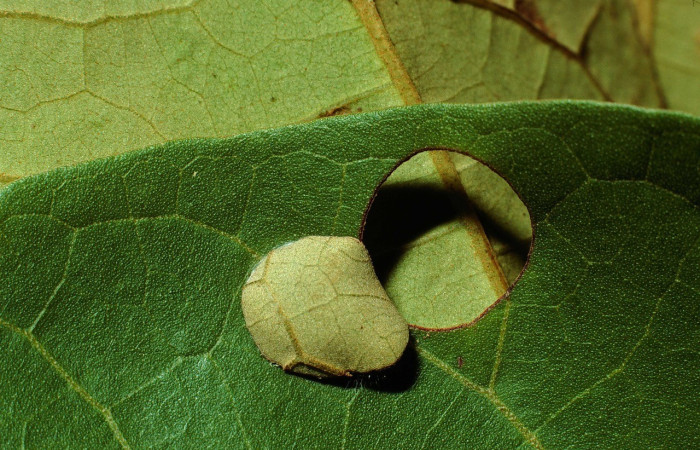 Figura 5. Casa en <i>Hampea appendiculata</i> (Malvaceae). Voucher: 02-SRNP-14905-DHJ66968.jpg.