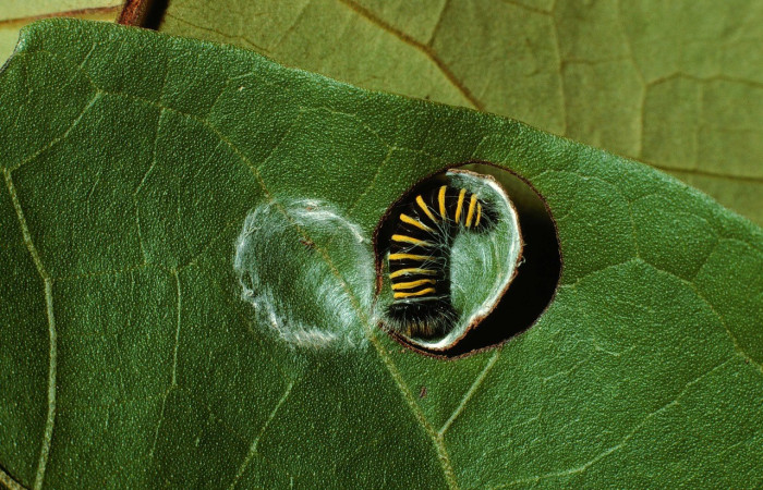 Figura 6. Casa en <i>Hampea appendiculata</i> (Malvaceae) con larva adentro. Voucher: 02-SRNP-14905-DHJ66970.jpg.
