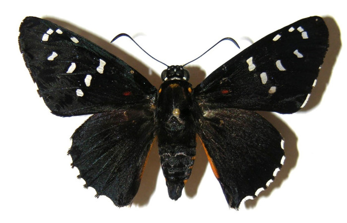 Figura 16. Adulto de <i>Apyrrothrix burnsi</i> (Hesperiidae). Hembra, vista dorsal. Voucher: 04-SRNP-4008-DHJ306176.