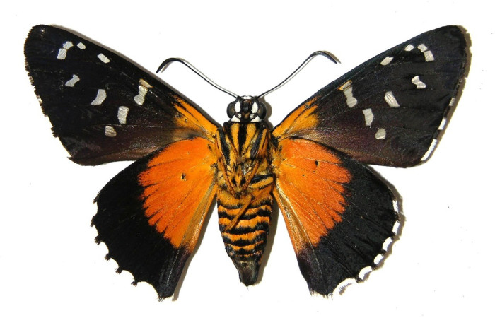 Figura 17. Adulto de <i>Apyrrothrix burnsi</i> (Hesperiidae). Hembra, vista ventral. Voucher: 04-SRNP-4008-DHJ306177.