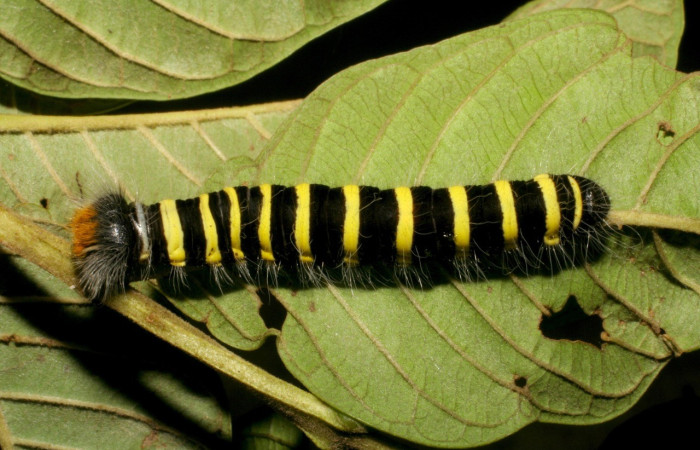 Figura 1. Larva de <i>Apyrrothrix burnsi</i> (Hesperiidae). Parte dorsal. Voucher: 05-SRNP-3132-DHJ402532.jpg.