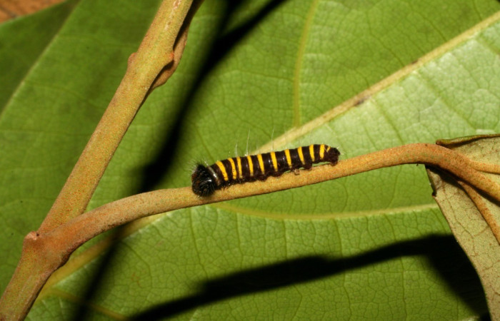 Figura 8. Larva de <i>Apyrrothrix burnsi</i> (Hesperiidae. Parte dorsal. Tercer estadio. Voucher: 05-SRNP-41357-DHJ406985.jpg.