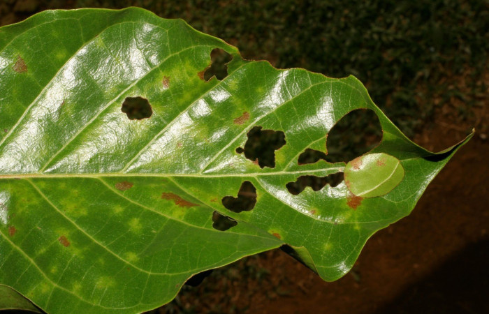 Figura 2. Casa de <i>Apyrrothrix burnsi</i> (Hesperiidae) en <i>Hieronyma alchorneoides</i> (Phyllanthaceae ). Voucher: 06-SRNP-31804-DHJ412904.jpg.