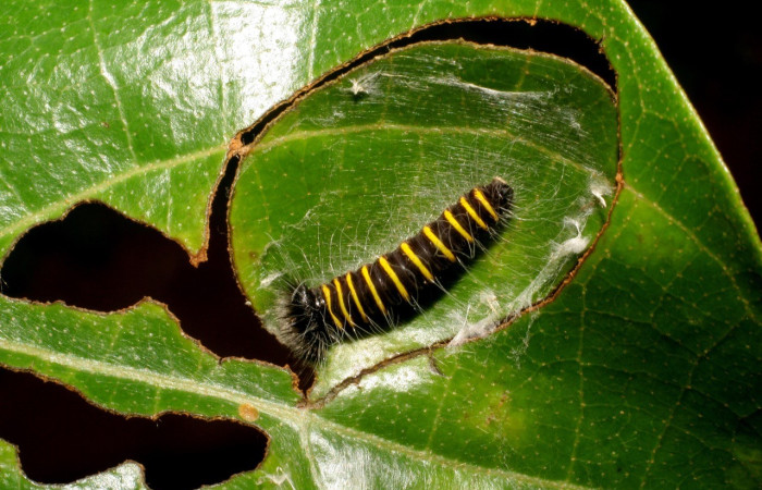 Figura 4. Larva de <i>Apyrrothrix burnsi </i>(Hesperiidae) dentro de la casa de <i>Hieronyma alchorneoides</i> (Phyllanthaceae ). Voucher: 06-SRNP-31804-DHJ412906.jpg.