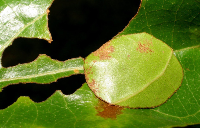 Figura 3. Casa de <i>Apyrrothrix burnsi</i> (Hesperiidae) en <i>Hieronyma alchorneoides</i> (Phyllanthaceae ). Voucher: 06-SRNP-31804-DHJ412907.jpg.