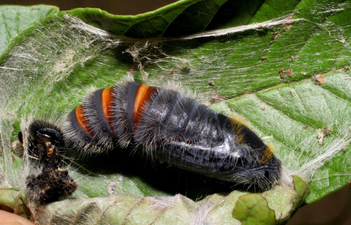 Figura 12. Pupa de <i>Apyrrothrix burnsi</i> (Hesperiidae). Voucher: 07-SRNP-2732-DHJ425826.jpg.