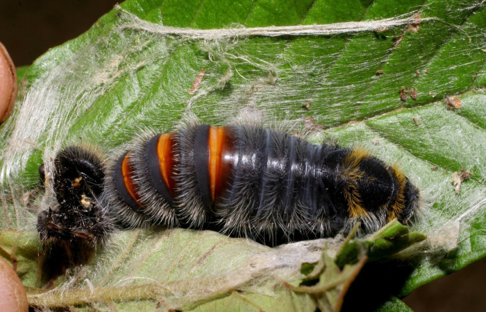 Figura 13. Pupa de <i>Apyrrothrix burnsi</i> (Hesperiidae). Voucher: 07-SRNP-2732-DHJ425827.jpg.
