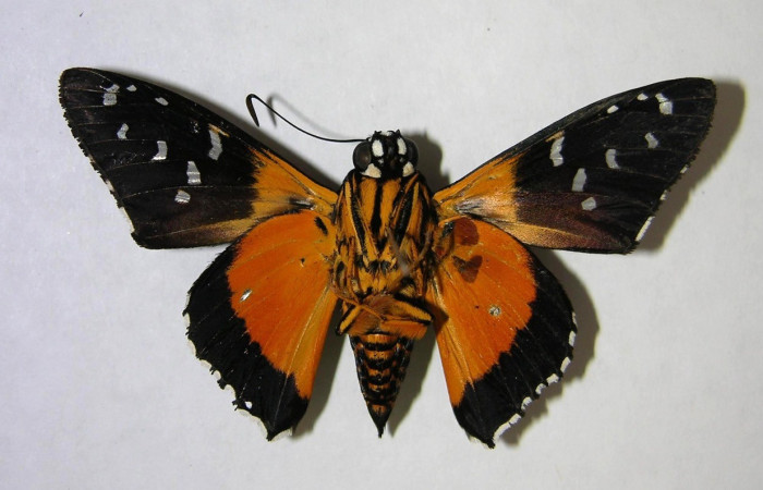 Figura 19. Adulto de <i>Apyrrothrix burnsi</i> (Hesperiidae) Macho, vista ventral. Voucher: 07-SRNP-992-DHJ369903.