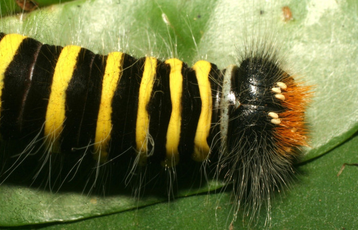 Figura 14. Larva de <i>Apyrrothrix burnsi</i> (Hesperiidae. Parte dorsal. Con huevos de Tachinidae en la cabeza. Voucher: 10-SRNP-30033-DHJ467290.jpg.