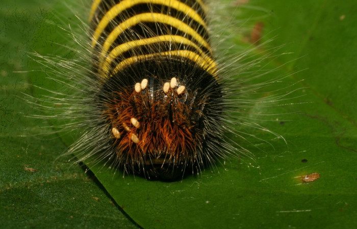 Figura 15. Larva de <i>Apyrrothrix burnsi</i> (Hesperiidae. Parte frontal. Con huevos de Tachinidae en la cabeza. Voucher: 10-SRNP-30033-DHJ467292.jpg.