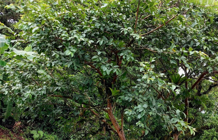 Figura 20. Arbol de <i>Psidium guajava</i> (introduced) (Myrtaceae) una  de las plantas hospederas de la que se alimenta Apyrrothrix burnsi (Hesperiidae). Foto: Carolina Cano. San Gerardo. Junio 13 2025