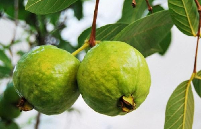 Figura 21. Frutos de <i>Psidium guajava</i> (introduced) (Myrtaceae) una  de las plantas hospederas de la que se alimenta Apyrrothrix burnsi (Hesperiidae). Foto: Wikipedia.