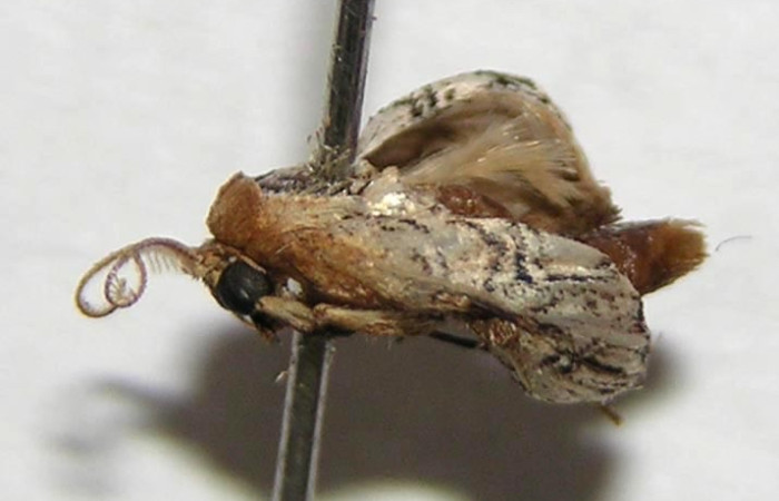 Fig. 11 Adulto <i>Meganola bifiliferata</i> (Nolidae), vista dorsal mide 8mm. Estación, Sector Cacao, 500m. 06-SRNP-30786-DHJ367733.