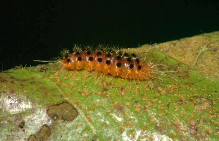 Fig. 2 Larva <i>Meganola intermedia</i> (Nolidae), vista diagonal mide 8mm. San Gerardo, Sector San Cristóbal, 500m. 12-SRNP-3864-DHJ487218.jpg