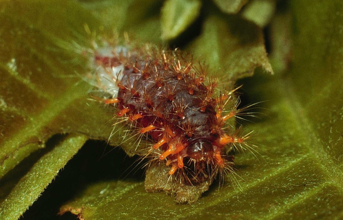 Fig. 3 Larva [I]Meganola[/I] BioLep718, (Nolidae), vista dorsal mide 8mm. Estación, Sector Cacao, 675m. 02-SRNP-23148-DHJ68645.jpg