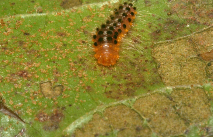 Fig. 4  Larva <i>Meganola intermedia</i> (Nolidae), vista dorsal, San Gerardo, Sector San Cristóbal, 500m.12-SRNP-3864-DHJ487217.jpg