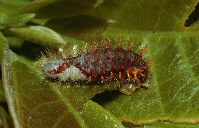 Fig. 5 Larva <i>Meganola</i> BioLep718, (Nolidae), vista dorsal mide 8mm. Estación, Sector Cacao, 675m. 02-SRNP-23148-DHJ68646.jpg