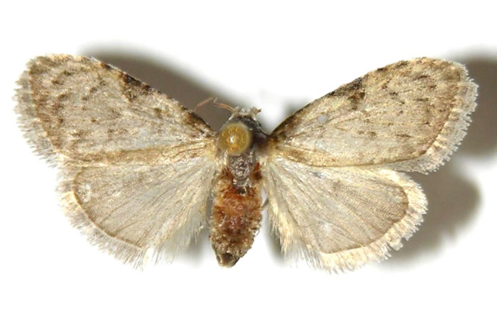 Fig. 6 Adulto [I]Meganola[/I] BioLep718, (Nolidae), vista dorsal mide 8mm. Estación, Sector Cacao, 500m. 02-SRNP-23148-DHJ321746.