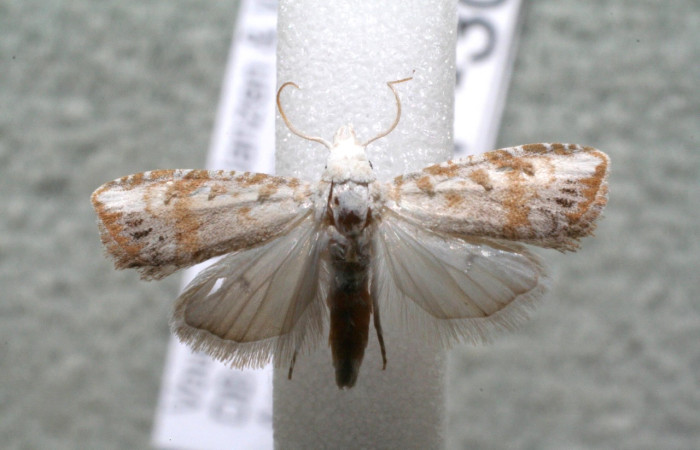 Fig. 8 Adulto [I]Meganola[/I] Sullivan52, (Nolidae), vista dorsal mide 8mm. Estación, Sector Cacao, 500m. 17-SRNP-30639-DHJ951747.