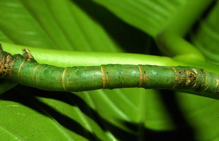 Figura. 10 Larva <i>Acrotomia</i> muciaDHJ03, (Geometridae), posición dorsal entero
alimentándose en <i>Palicourea guianensis</i>, (Rubiaceae). (01-SRNP-9787-DHJ58660.jpg).