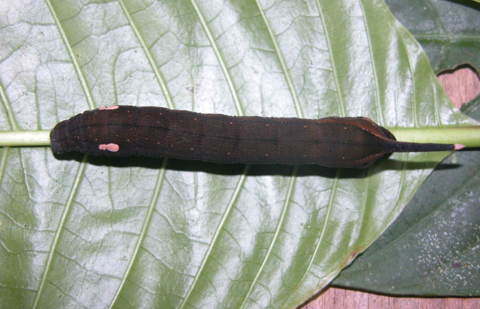 Figura. 12 Larva <i>Xylophanes kaechi</i>, (Sphingidae), posición dorsal entero
alimentándose en <i>Palicourea guianensis</i>, (Rubiaceae). (03-SRNP-20019-DHJ90028.jpg).
