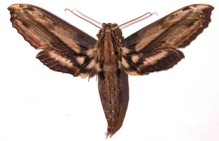 Figura. 13 Adulto <i>Xylophanes kaechi</i>, (Shingidae), posición vista dorsal
entero. (01-SRNP-24026-DHJ35604).