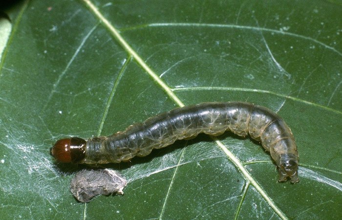 Figura. 14 Larva <i>Anacrusis nephrodes</i>, (Tortricidae), posición dorsal entero
alimentándose en <i>Palicourea guianensis</i>, (Rubiaceae). (04-SRNP-41981-DHJ87100.jpg).