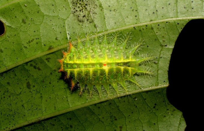 Figura. 16 Larva <i>Natada michorta</i>, (Limacodidae), posición dorsal entero
alimentándose en <i>Palicourea guianensis</i>, (Rubiaceae). (07-SRNP-41902-DHJ433708.jpg).
