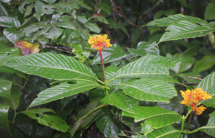Figura. 2 Habitad, <i>Palicourea guianensis</i>, (Rubiaceae). Area de Conservación Guanacaste, Sector Rincón
Rain Forest, Selva. (elevación 410 metros), colectada el 9 de junio 2025. Foto, Jorge Hernández.