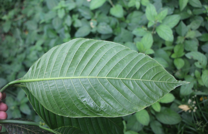 Figura. 5 Hojas envés, <i>Palicourea guianensis</i>, (Rubiaceae). Area de Conservación Guanacaste, Sector Rincón
Rain Forest, Selva. (elevación 410 metros), colectada el 9 de junio 2025. Foto, Jorge Hernández.