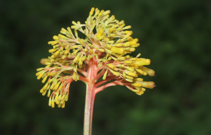 Figura.7 Flor lateral, <i>Palicourea guianensis</i>, (Rubiaceae). Area de Conservación Guanacaste, Sector Rincón
Rain Forest, Selva. (elevación 410 metros), colectada el 9 de junio 2025. Foto, Jorge Hernández.