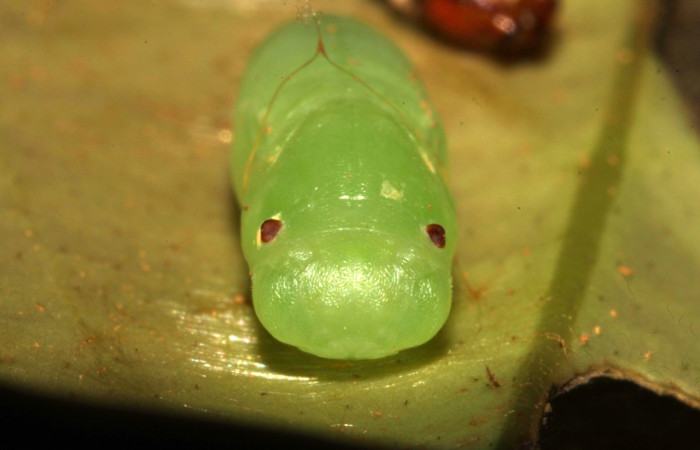 Figura 10. Pupa Cabeza <i>Potamanaxas melicertes</i>, (Hesperiidae), Sector Pitilla, Estacion Pitilla, (elevación 675 metros). Colectada 30 setiembre 2013. (13-SRNP-31335-DHJ701694.jpg).