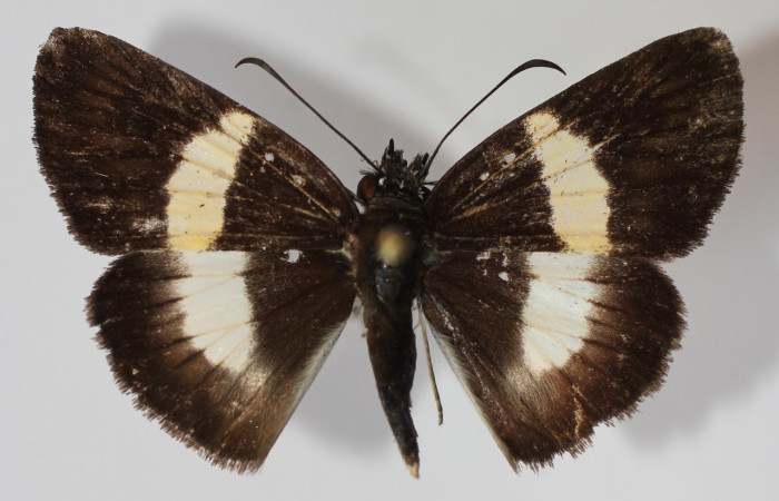 Figura 11. Adulto <i>Potamanaxas melicertes</i> (Hesperiidae), posición vista dorsal. (13-SRNP-31335-DHJ585516).