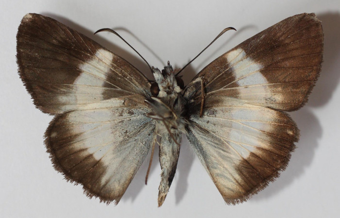 Figura 12. Adulto <i>Potamanaxas melicertes</i> (Hesperiidae), posición vista ventral. (13-SRNP-31335-DHJ585517).